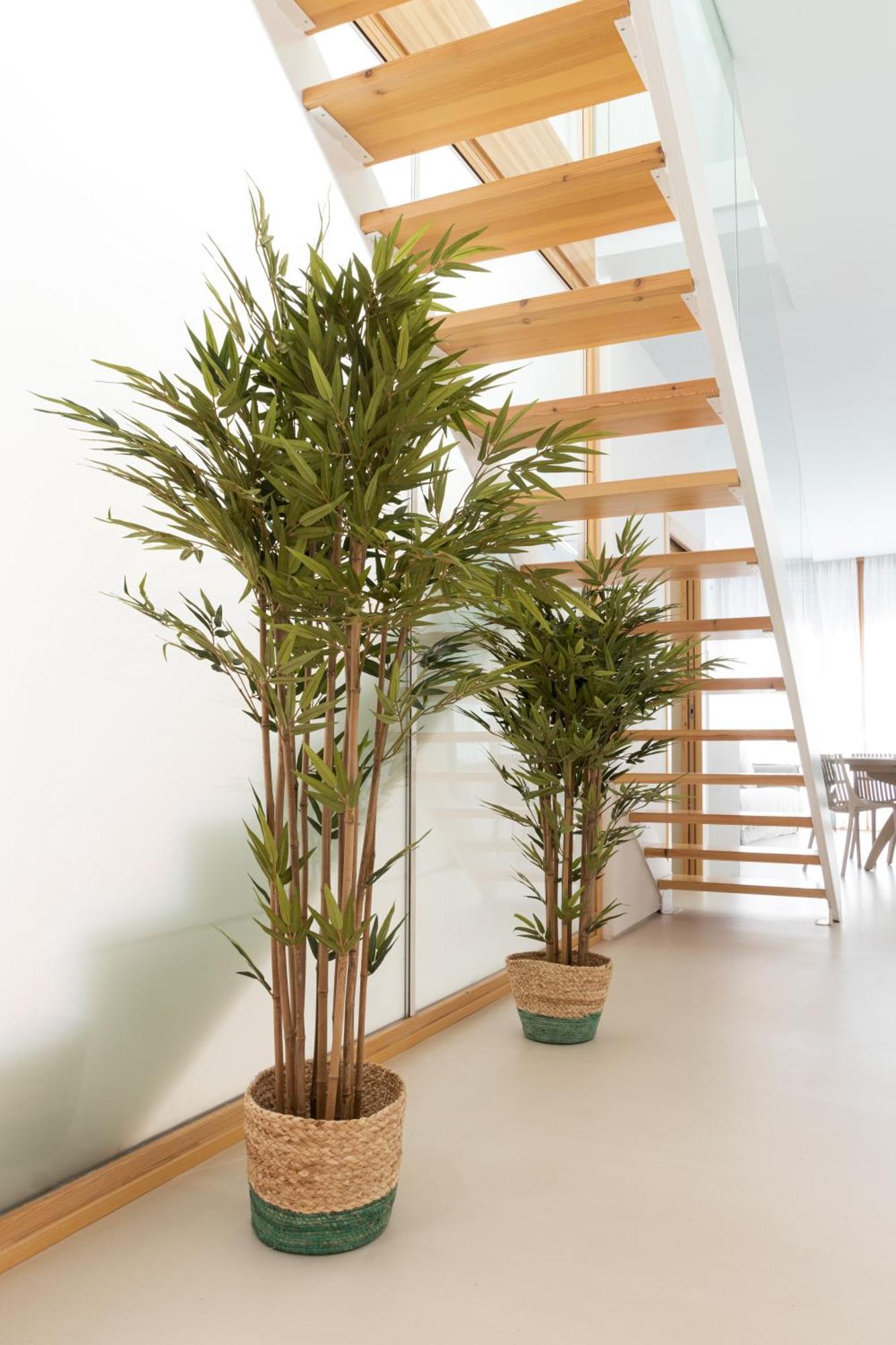 Apartment Don Algodon Platja