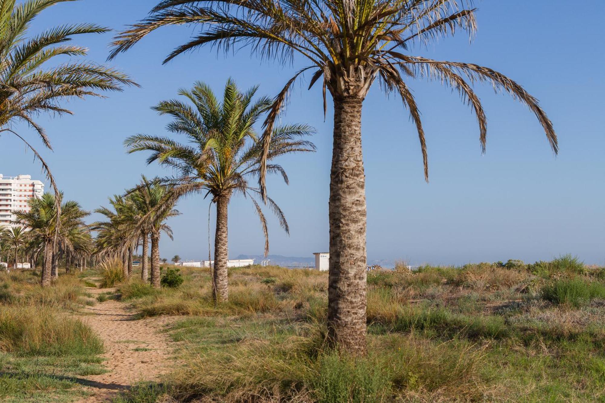 Bonanza Gandia